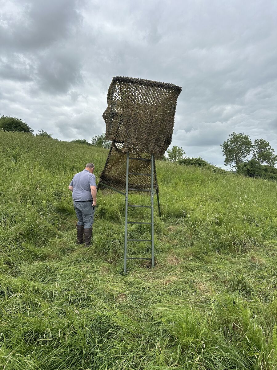 Checking a camouflaged high seat in summer grass