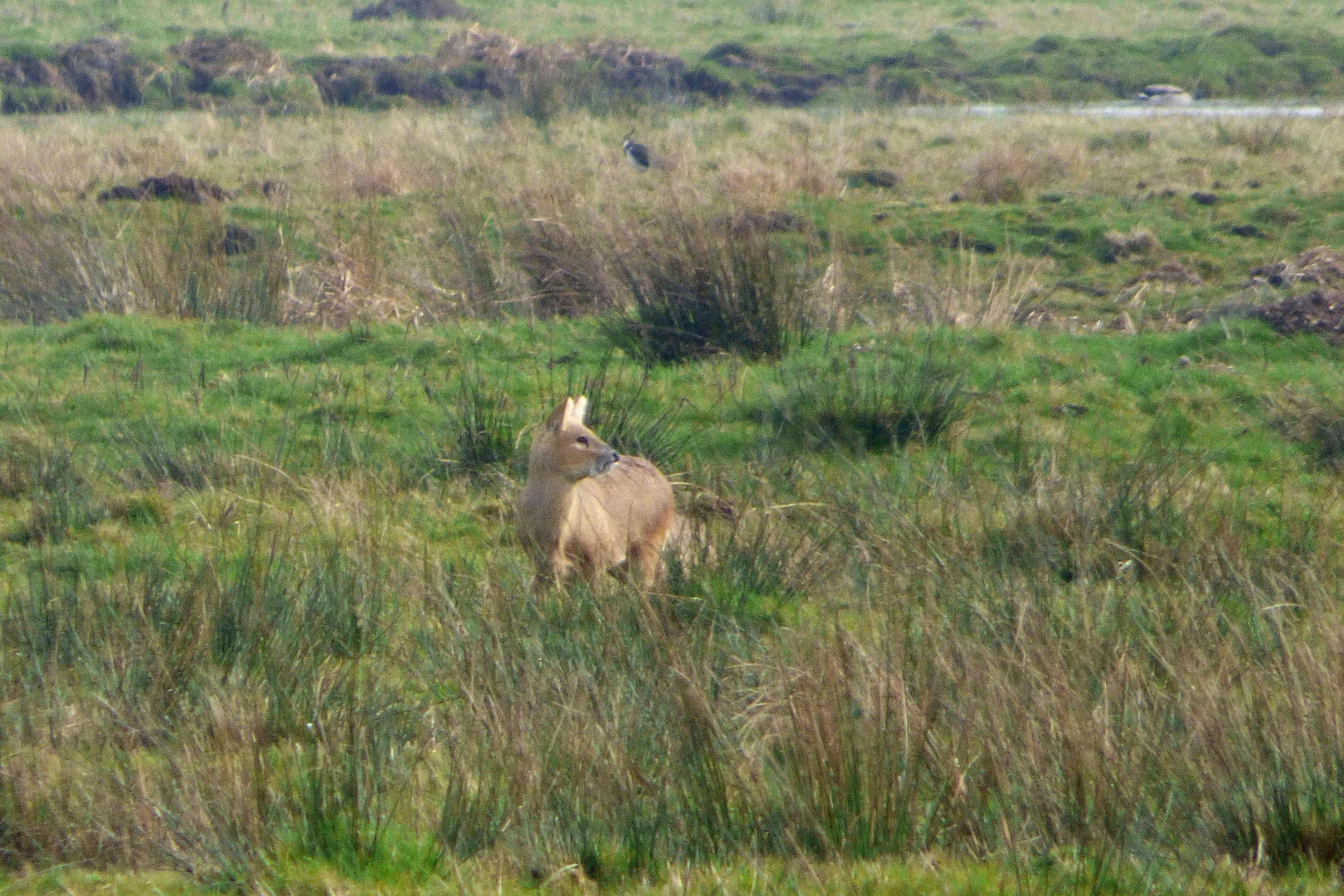 Chinese Water Deer