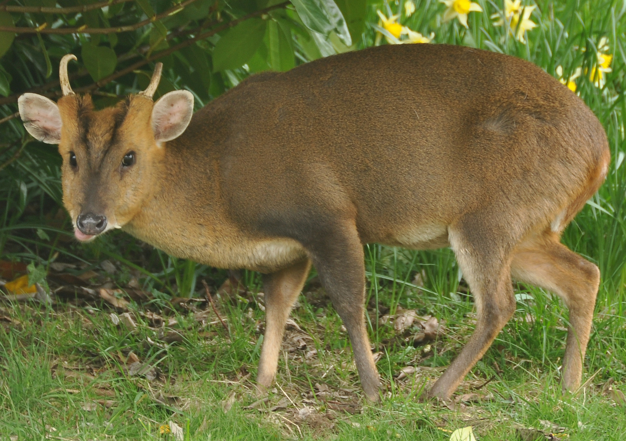 Muntjac Deer